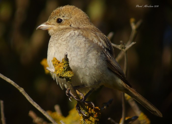 Woodchat Shrike