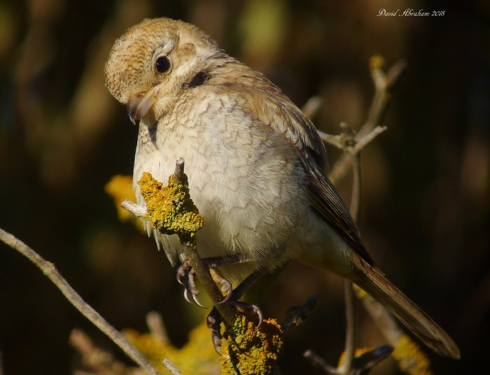 Woodchat Shrike