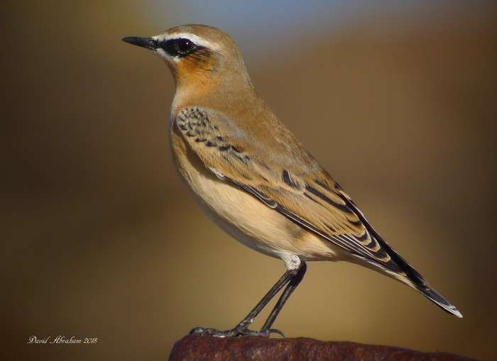 Wheatear