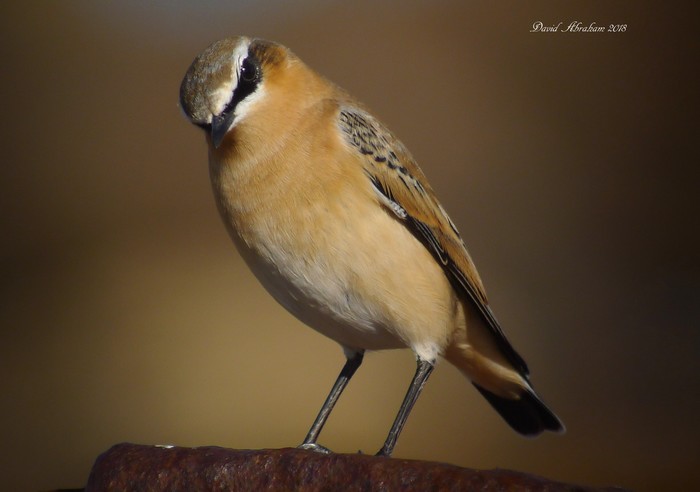 Wheatear