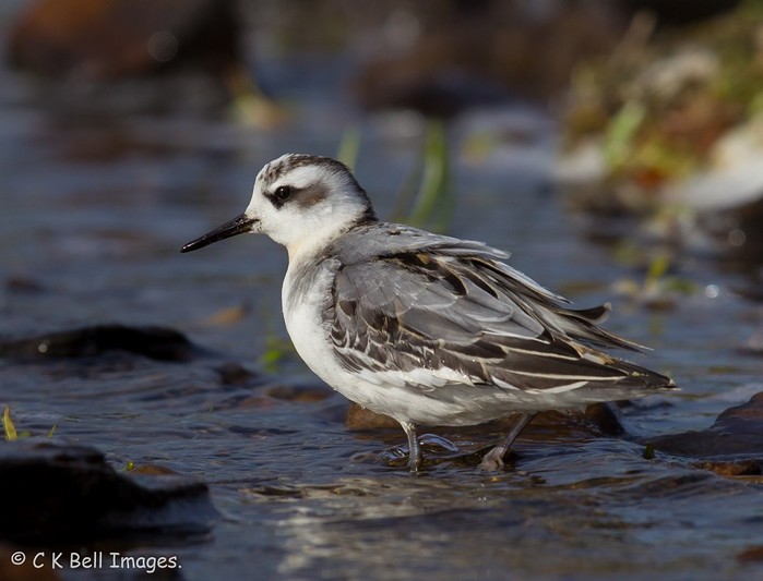 Grey Phalarope