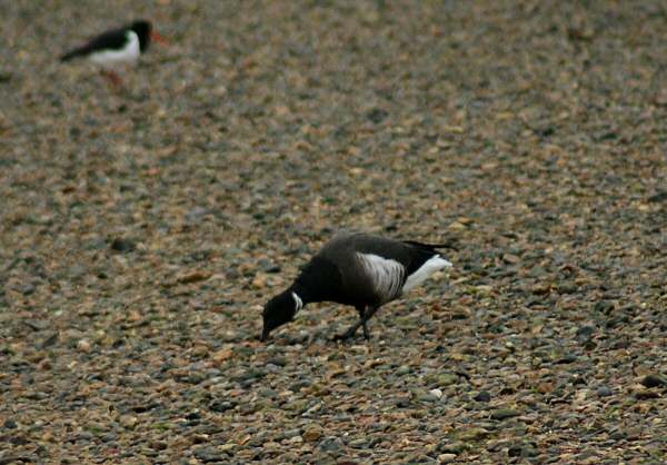 Black Brant