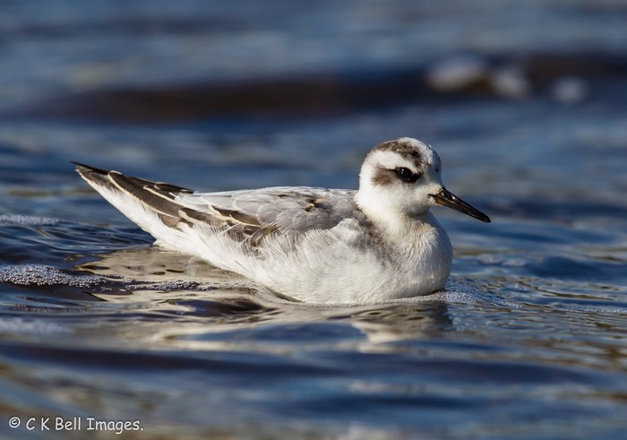Grey Phalarope