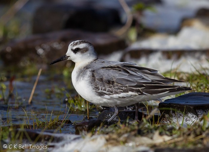 Grey Phalarope