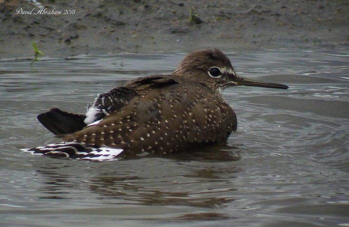 Green Sandpiper