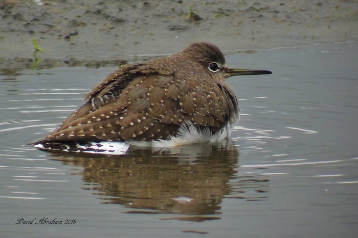 Green Sandpiper