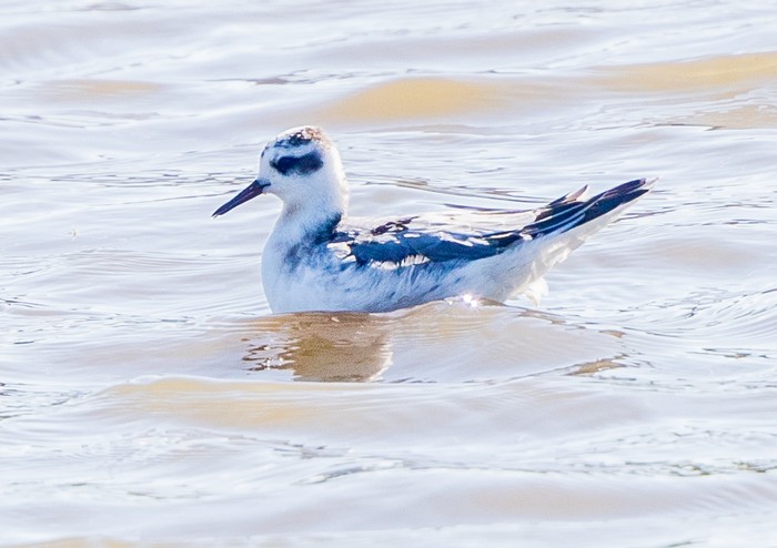 Grey Phalarope