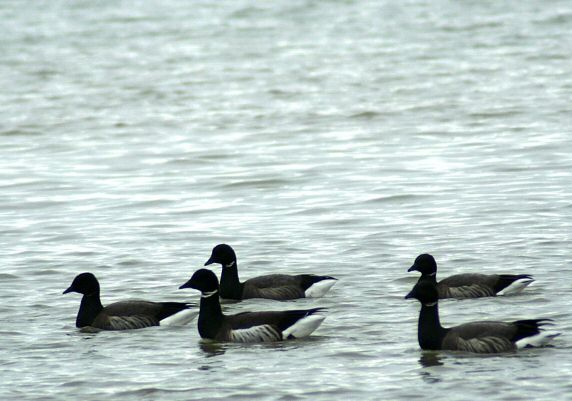 Black Brant