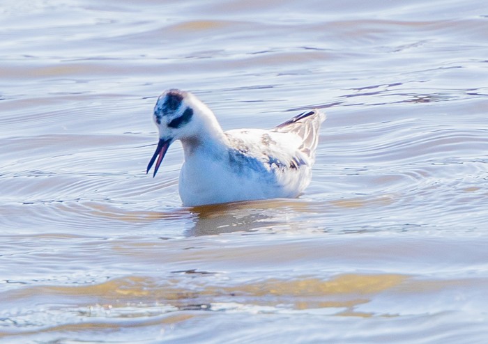 Grey Phalarope