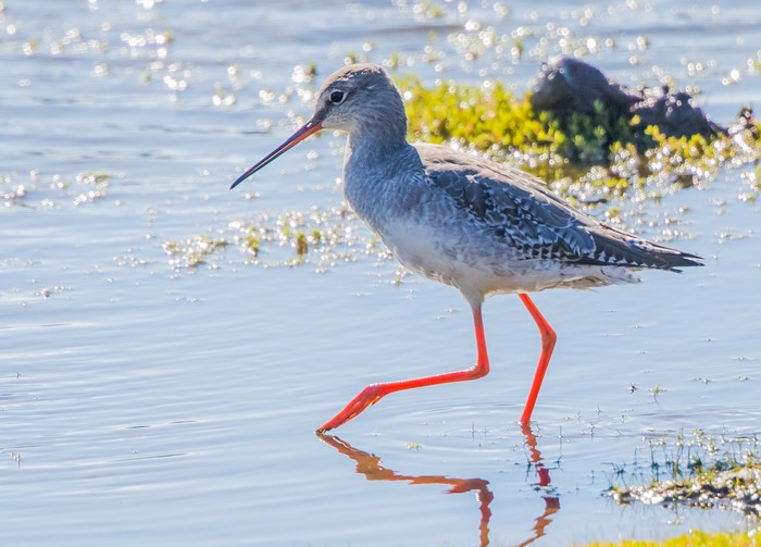 Spotted Redshank