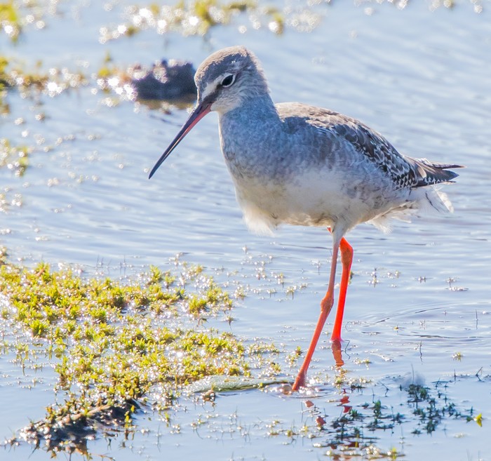 Spotted Redshank