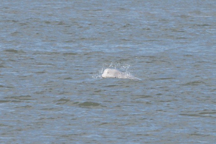 Beluga Whale