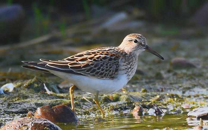 Pectoral Sandpiper