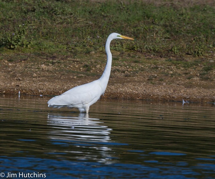 Great White Egret