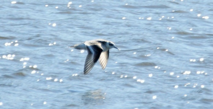 Grey Phalarope