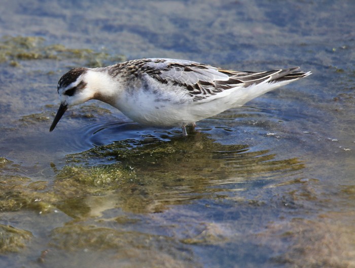 Grey Phalarope