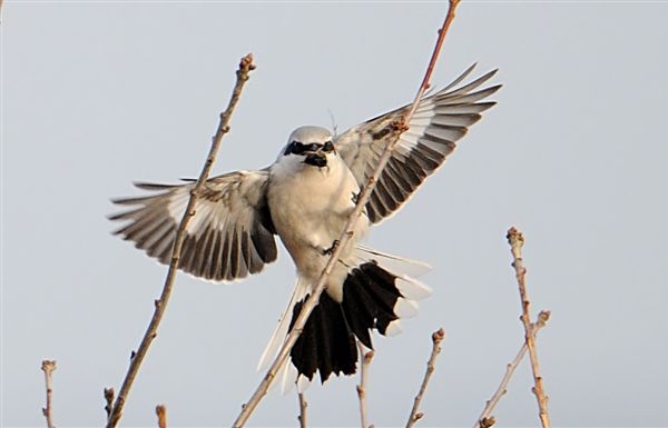 Great Grey Shrike