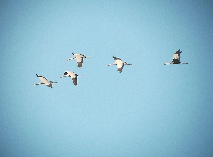 Common Crane