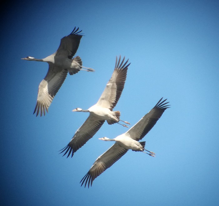 Common Crane