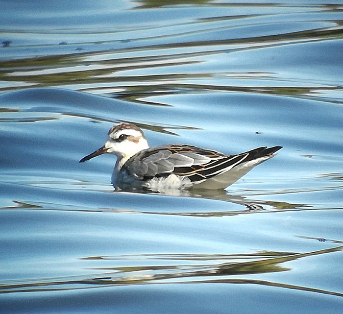Grey Phalarope