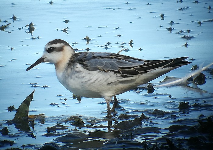 Grey Phalarope