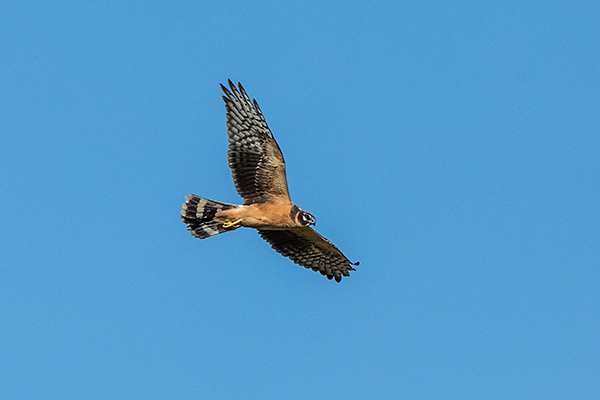 Pallid Harrier