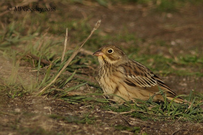 Ortolan Bunting