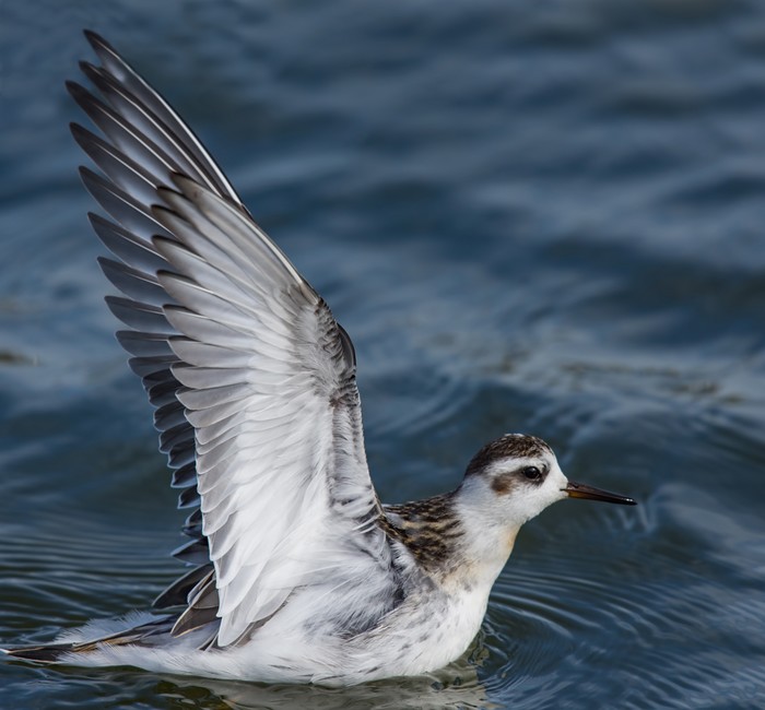 Grey Phalarope