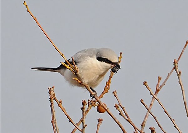 Great Grey Shrike