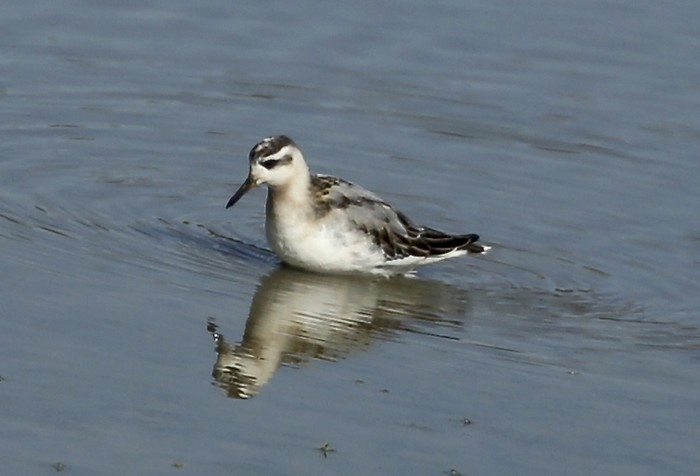 Grey Phalarope