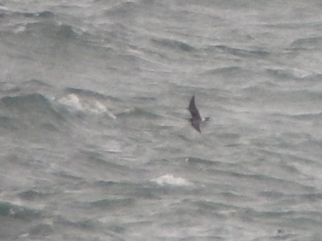Leach's Petrel