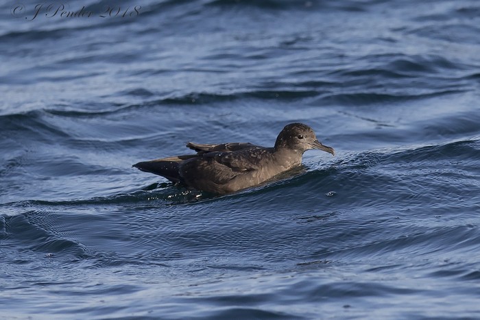 Sooty Shearwater