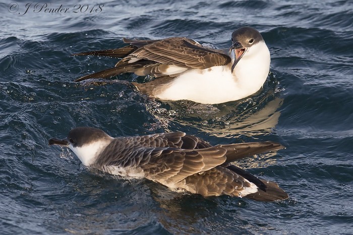Great Shearwater
