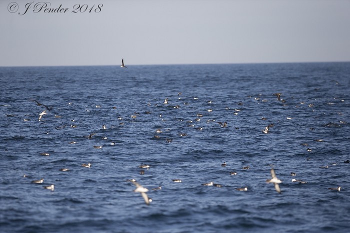 Great Shearwater
