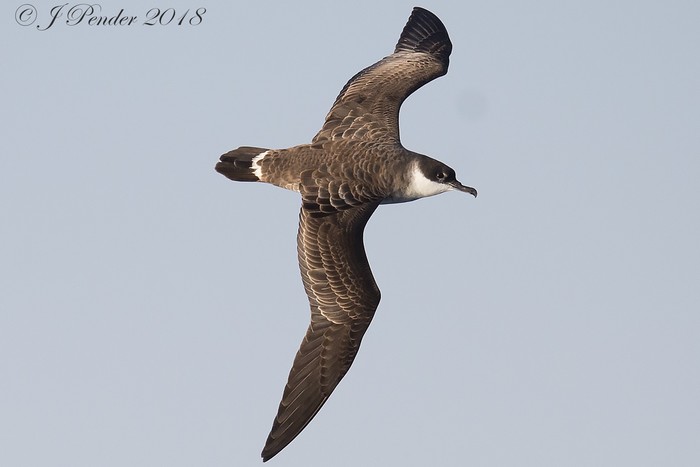 Great Shearwater