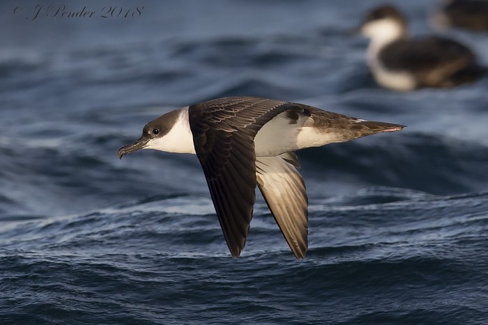 Great Shearwater