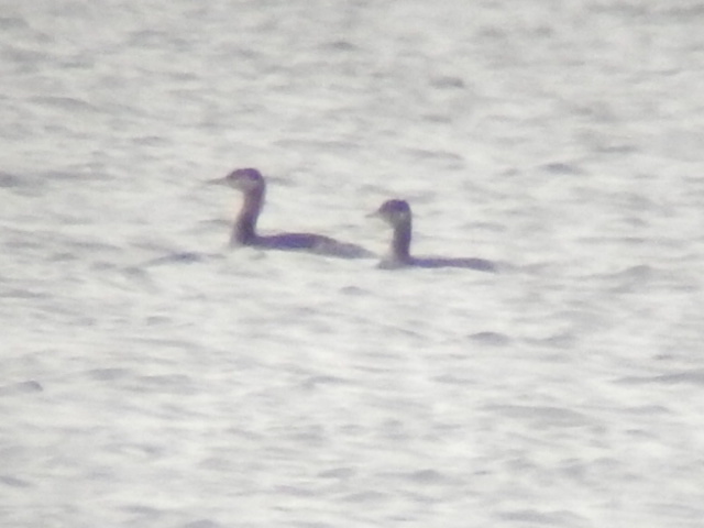 Red-necked Grebe