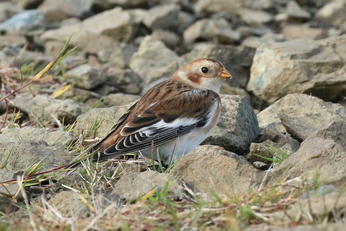 Snow Bunting