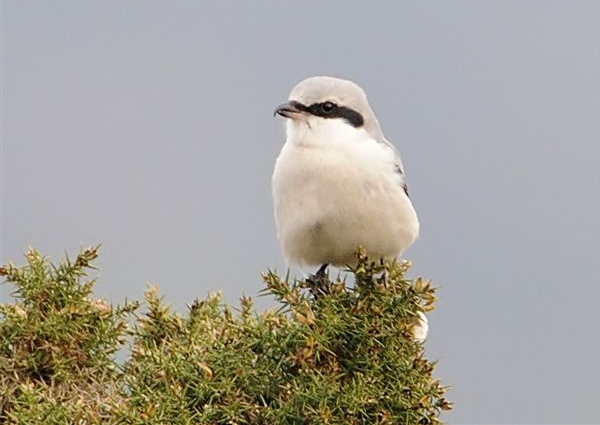 Great Grey Shrike