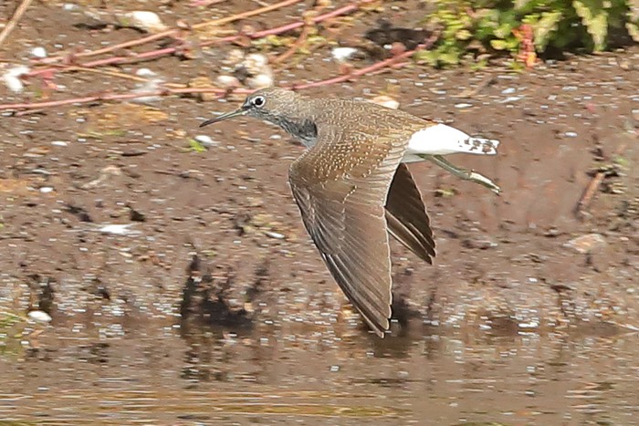 Green Sandpiper
