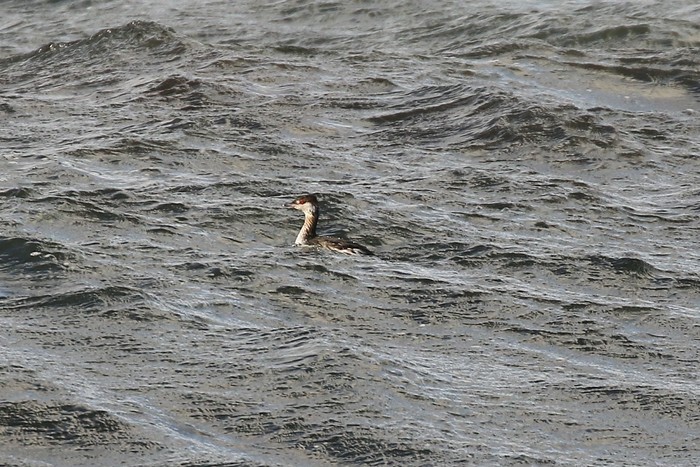 Slavonian Grebe