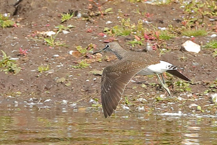 Green Sandpiper