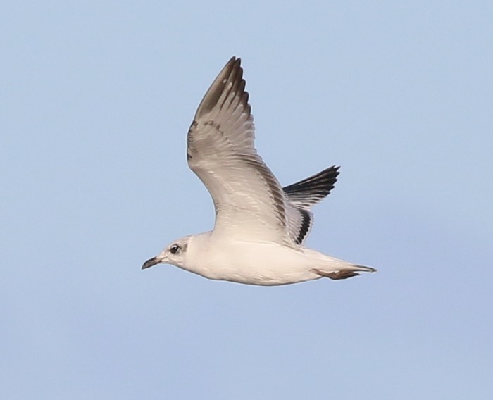 Mediterranean Gull