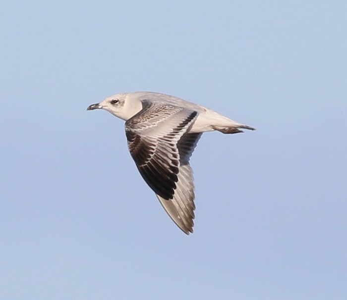 Mediterranean Gull