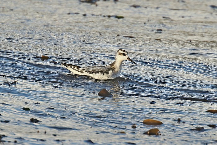 Grey Phalarope