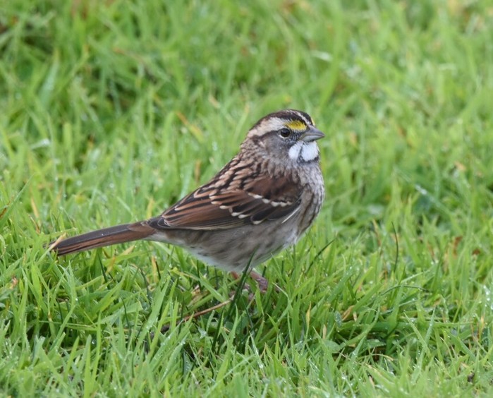 White-throated Sparrow