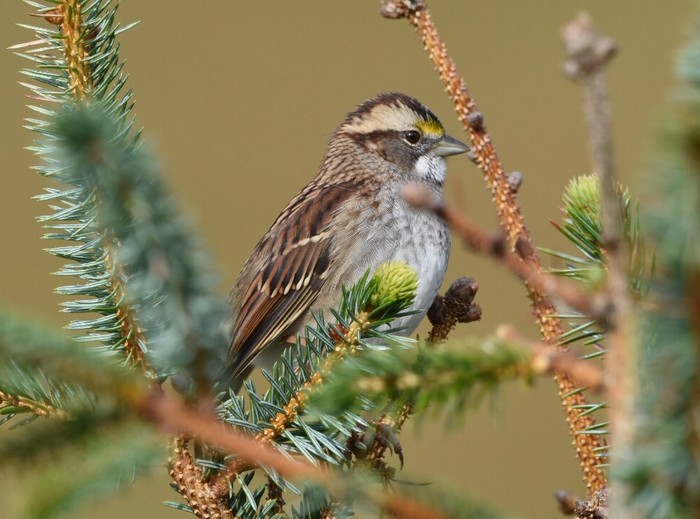 White-throated Sparrow