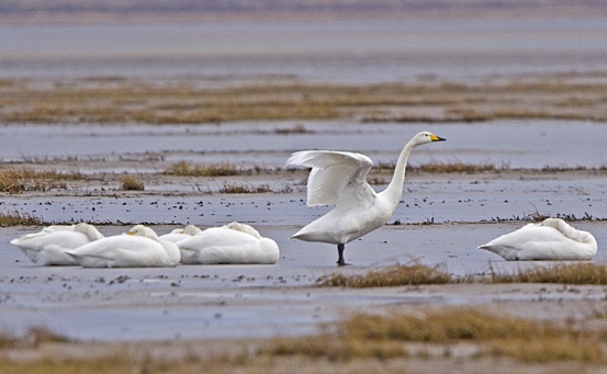Whooper Swan