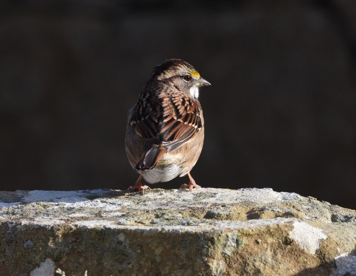 White-throated Sparrow