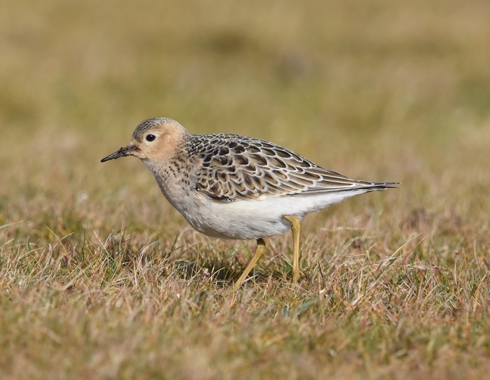 Buff-breasted Sandpiper